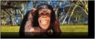 Разделител за книга Chimpanzee Bookmark [0528]