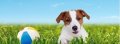 Разделител за книга Jack Russell Bookmark [0740]