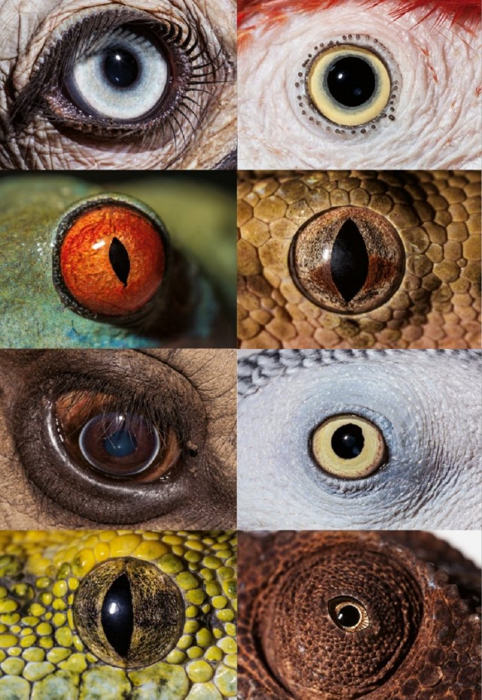 National Geographic България 05/2016