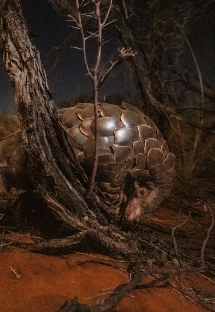 National Geographic България Август/2022