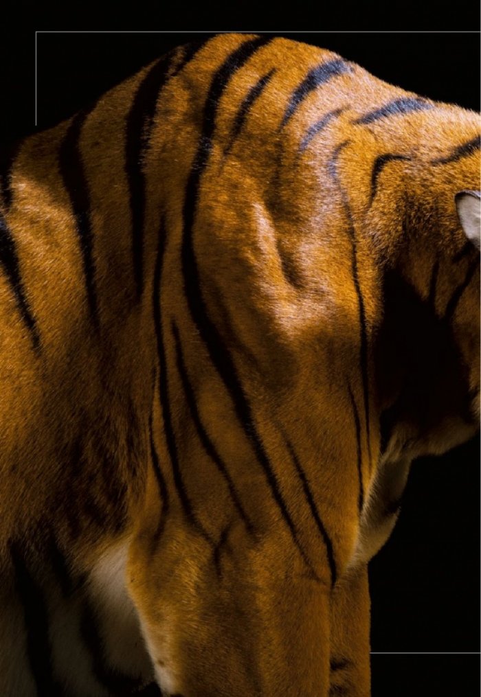 National Geographic България 5/2020