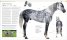 The Horse Encyclopedia