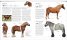 The Horse Encyclopedia