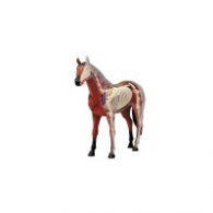 Анатомия на кон 02099