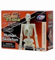 Human Skeleton 28206