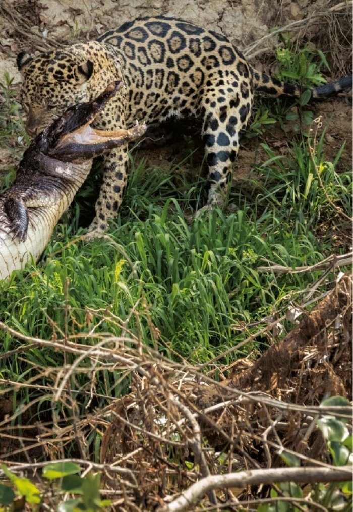 National Geographic България 12/2017