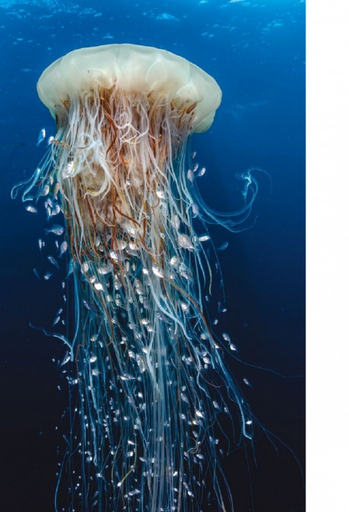 National Geographic България 11/2020