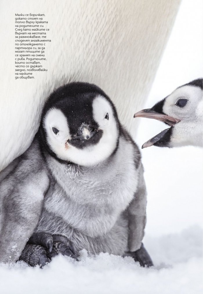 National Geographic България 12/2020