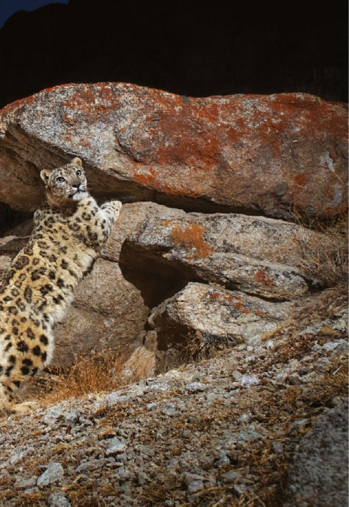 National Geographic България 1/2021