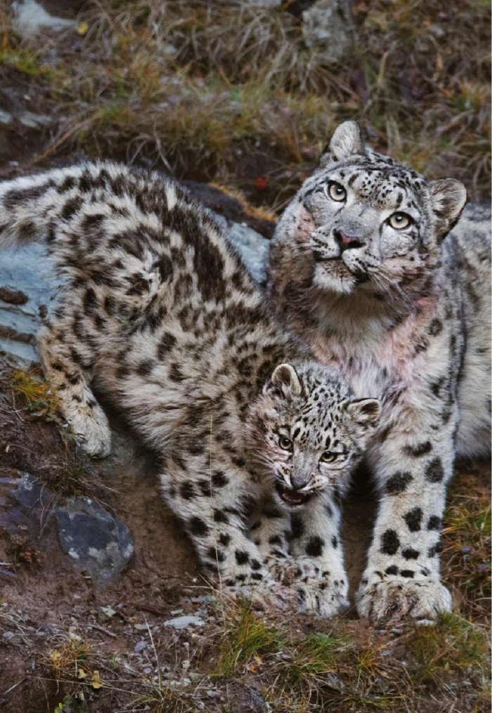 National Geographic България 1/2021