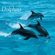 Calendar 2016: Dolphins