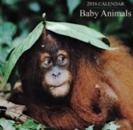 Calendar 2016: Baby Animals