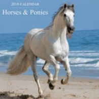 Calendar 2016: Horses & Ponies