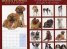Calendar 2014: Dogs & Puppies