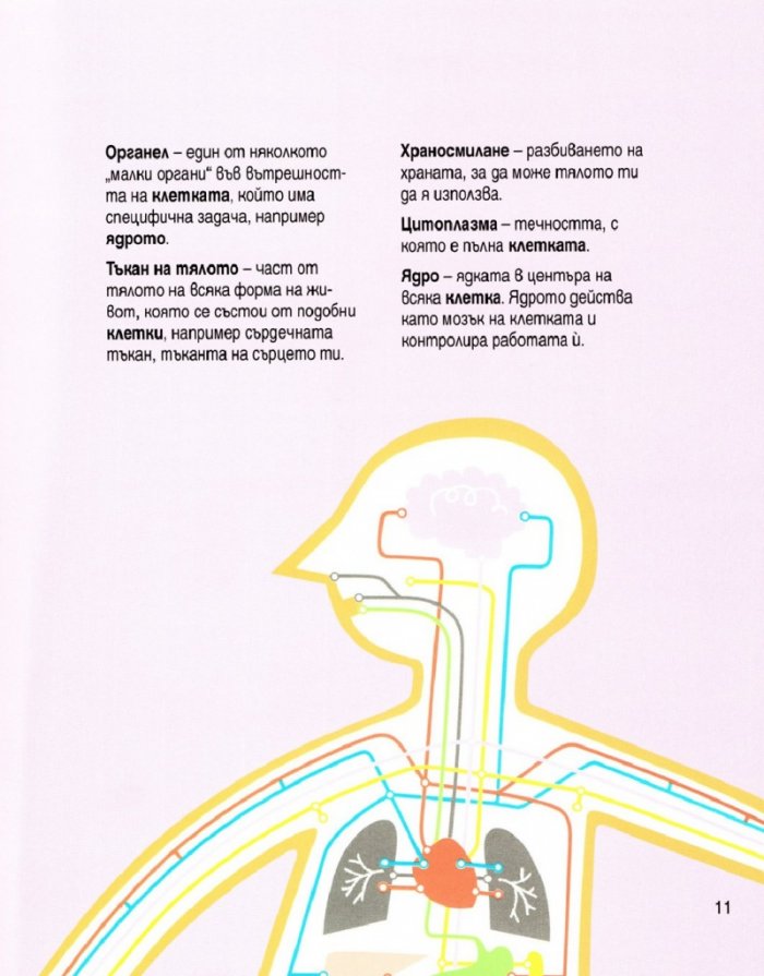 Човешкото тяло в 30 секунди