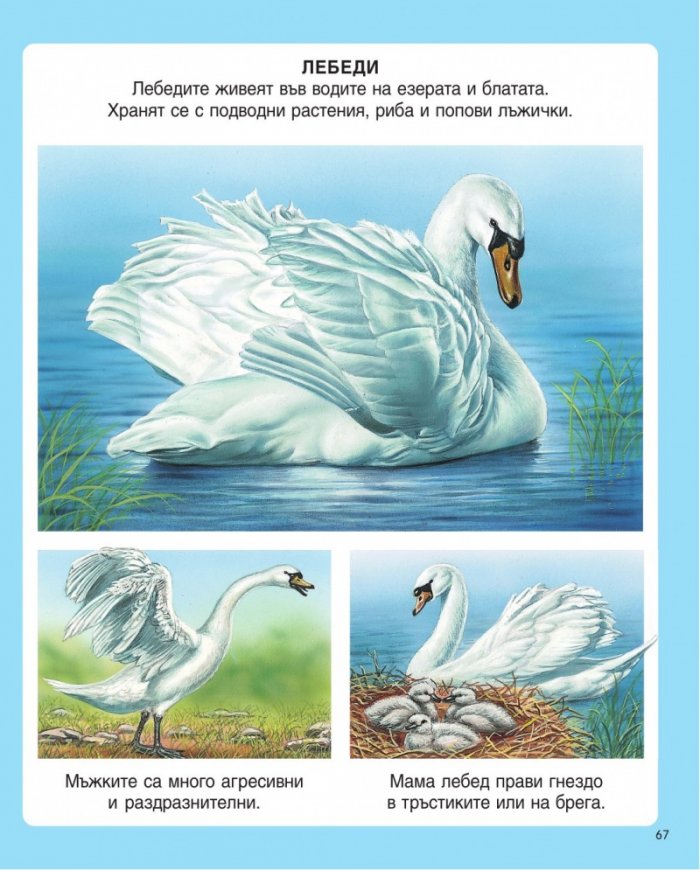 Енциклопедия на животните