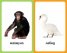Първи стъпки. Животните - Карти за игра и обучение