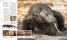 Animal : The Definitive Visual Guide