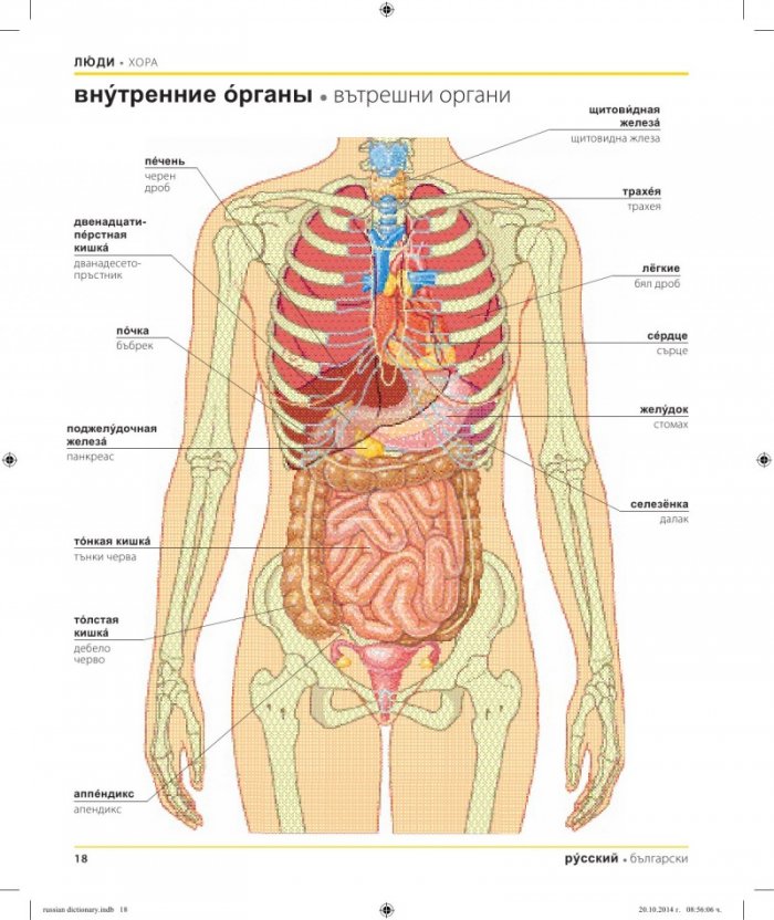 Руско-български двуезичен картинен речник