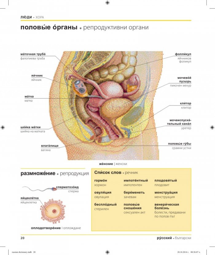Руско-български двуезичен картинен речник