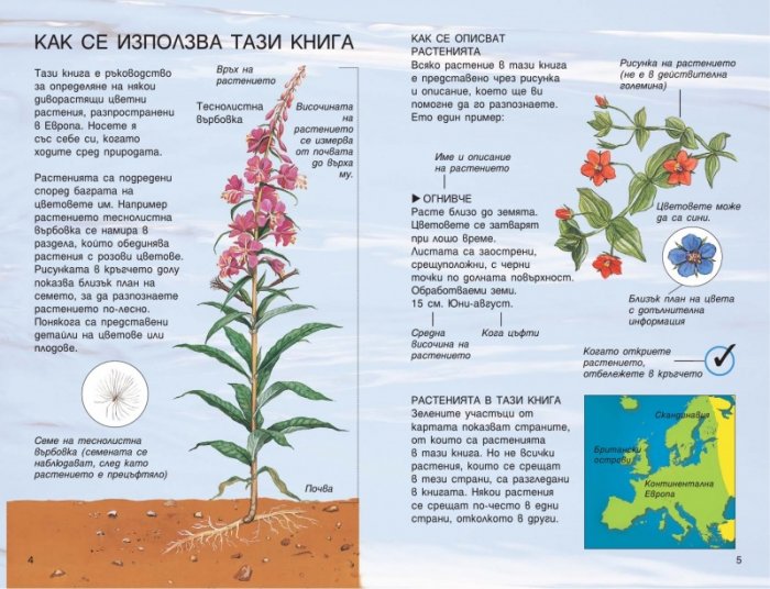Диворастящи цветни растения. Справочник на наблюдателя