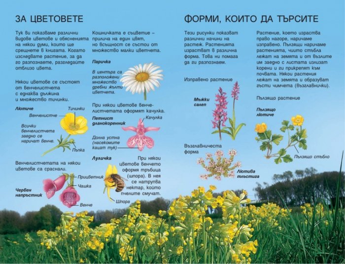 Диворастящи цветни растения. Справочник на наблюдателя