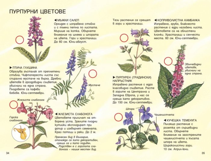 Диворастящи цветни растения. Справочник на наблюдателя