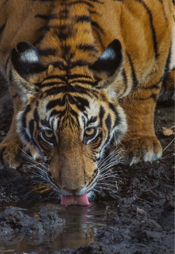 National Geographic България Април/2022